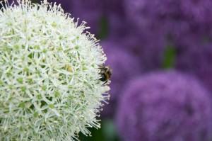 Visit to Tatton Park Flower Show