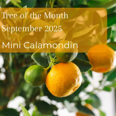Our Tree of the Month for September 2025