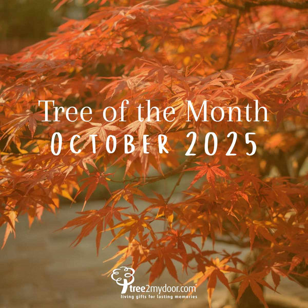 Single October Tree Our Tree of the Month for October 2025 | Tree2mydoor