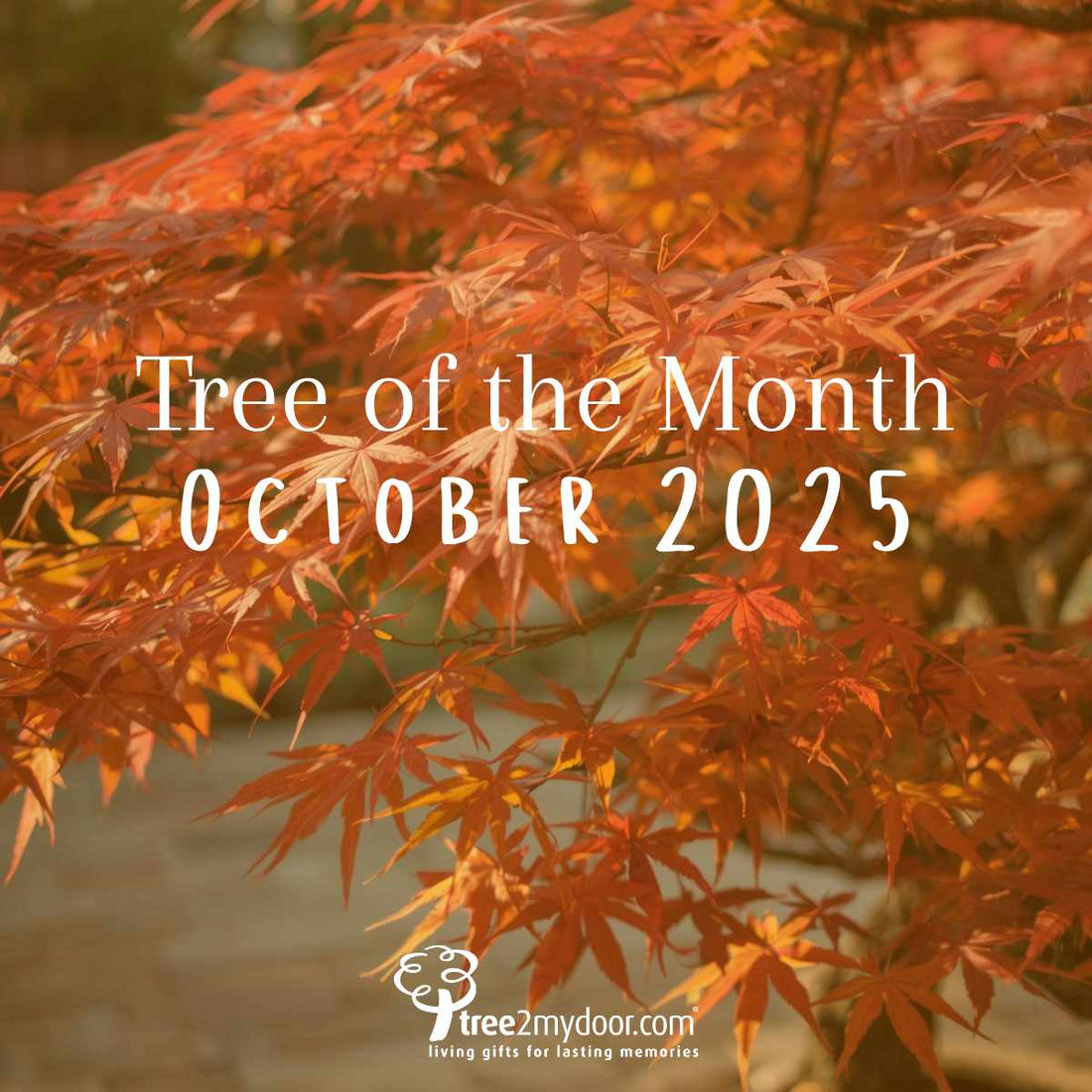 Our Tree of the Month for October 2025