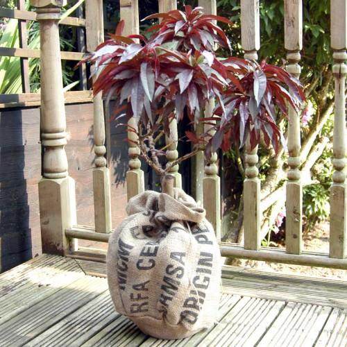 Dwarf Crimson Bonfire Peach Tree Competition Winner - Tree2mydoor