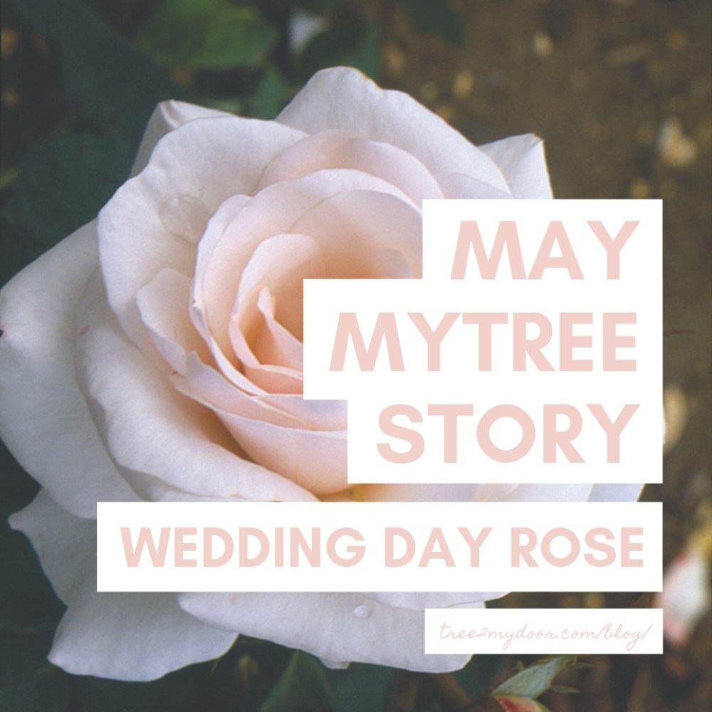 May MyTree Story | Your Wedding Day Rose Bush - Tree2mydoor
