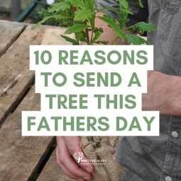 10 Reasons to Send a Tree as a Gift this Father's Day - Tree2mydoor