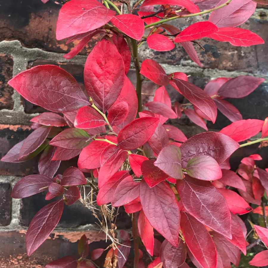 Autumn Leaves Photography Competition - Tree2mydoor