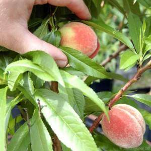 Peach Tree Care Guide - Tree2mydoor