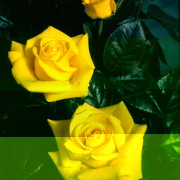 Flowers for June - Roses - Tree2mydoor