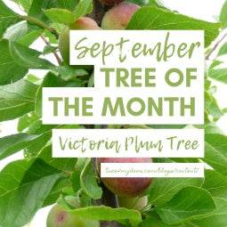 September Tree of the Month 2019 - Victoria Plum - Tree2mydoor