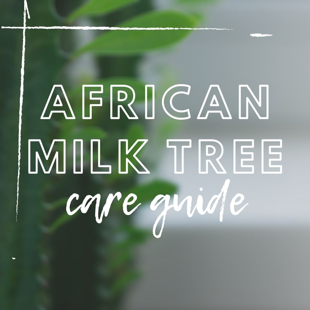 African Milk Tree Care