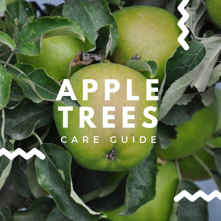Apple Tree Care Guide