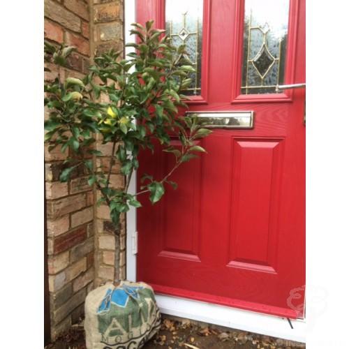 Apple Tree for Sale - Keelie Dwarf Apple Tree