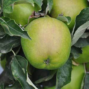 Make the most of your fruit tree - apple, plum, pear puddings