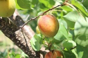 Apricot Tree Care Guide