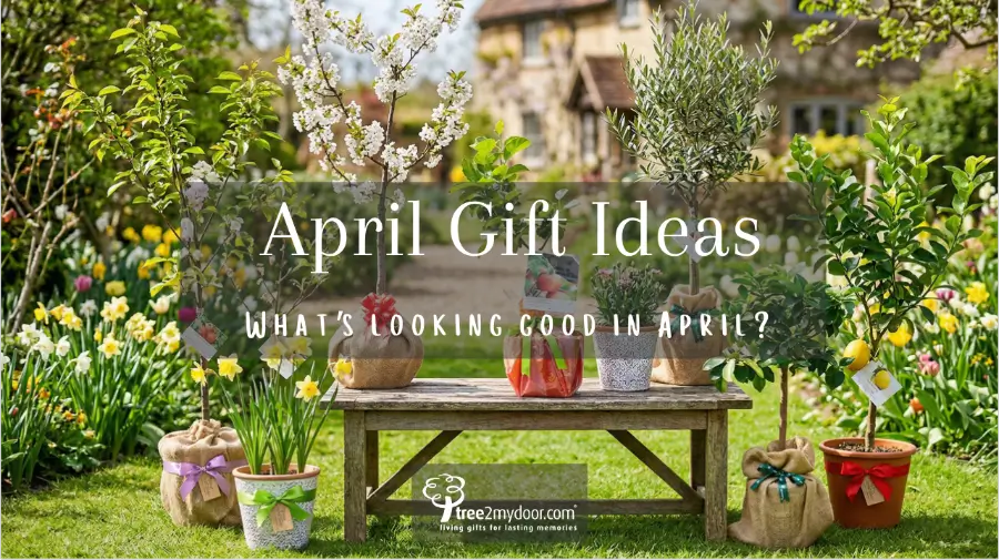 April Gift Ideas - Whats looking good in April
