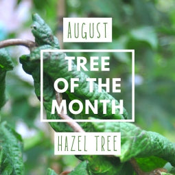 August Tree of the Month 2019 - Hazel Tree Gift