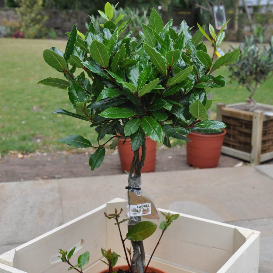 November Tree of the Month 2018 | Plaited Bay Tree Gift - Tree2mydoor