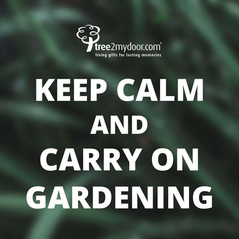 Let us help clear your UK Horticulture Stock - Tree2mydoor