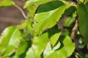 Top 5 Gardening jobs to do in July - Tree2mydoor