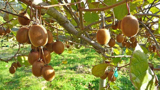 Tree of the Month, May 2015 - The Kiwi Vine - Tree2mydoor