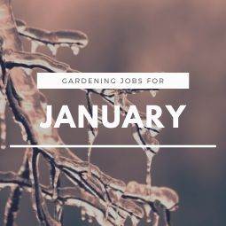 Gardening Jobs for January - Tree2mydoor