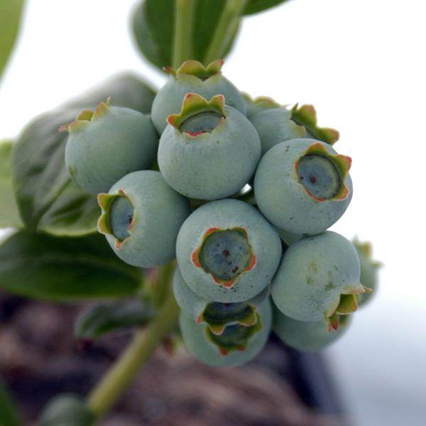 Gardening Jobs in August - Picking Fruit - Tree2mydoor