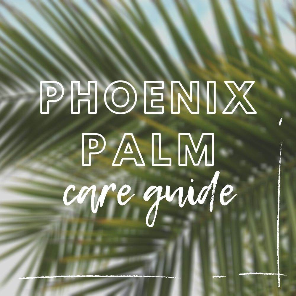 Phoenix Palm Care Guide - Tree2mydoor