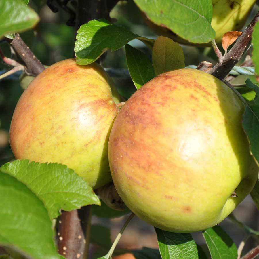 A Showstopping finale - An excellent Apple Day Apple Pie Twist