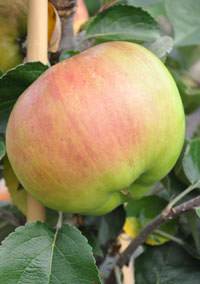 More Fantastic Apple Day Recipes to make with your Tree Gifts