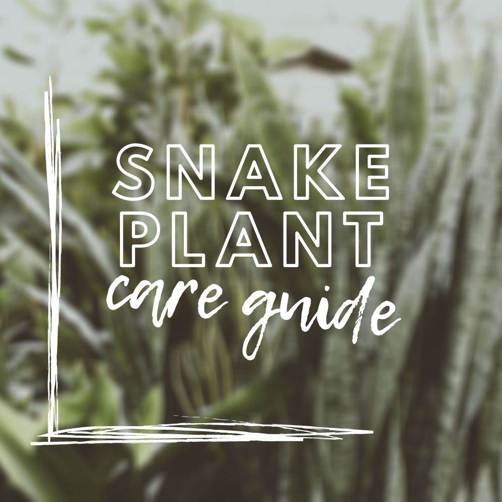 Snake Plant Care Guide - Tree2mydoor