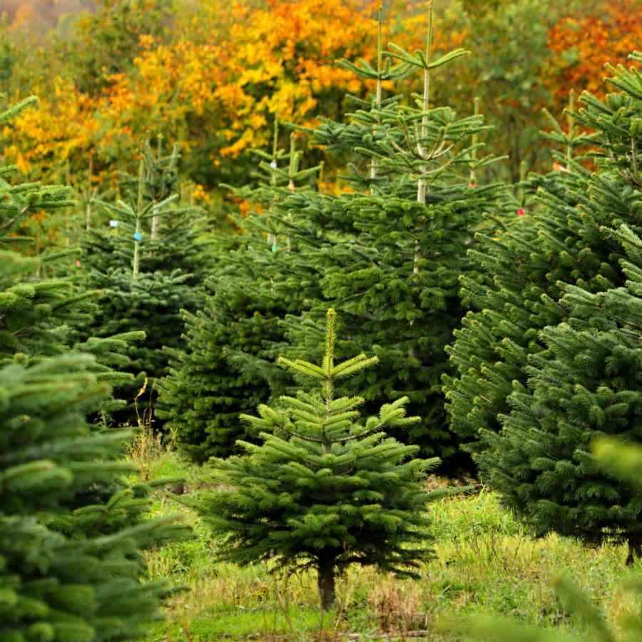 Christmas Tree Care Guide | Real Cut Christmas Tree Care – Tree2mydoor