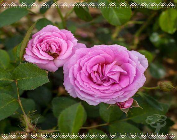 Pink Flowers for Mothers Day: The Pink Mothers Day Gift Collection - Tree2mydoor