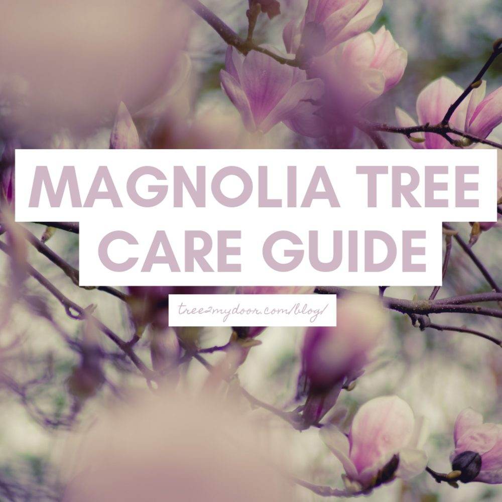 Magnolia Tree Care Guide - Tree2mydoor
