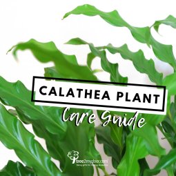 Calathea Plant Care