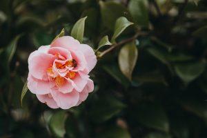 Camellia Plant Care Guide: Caring for Camellias