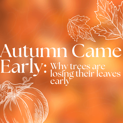 Autumn came early: why trees are losing their leaves - Tree2mydoor