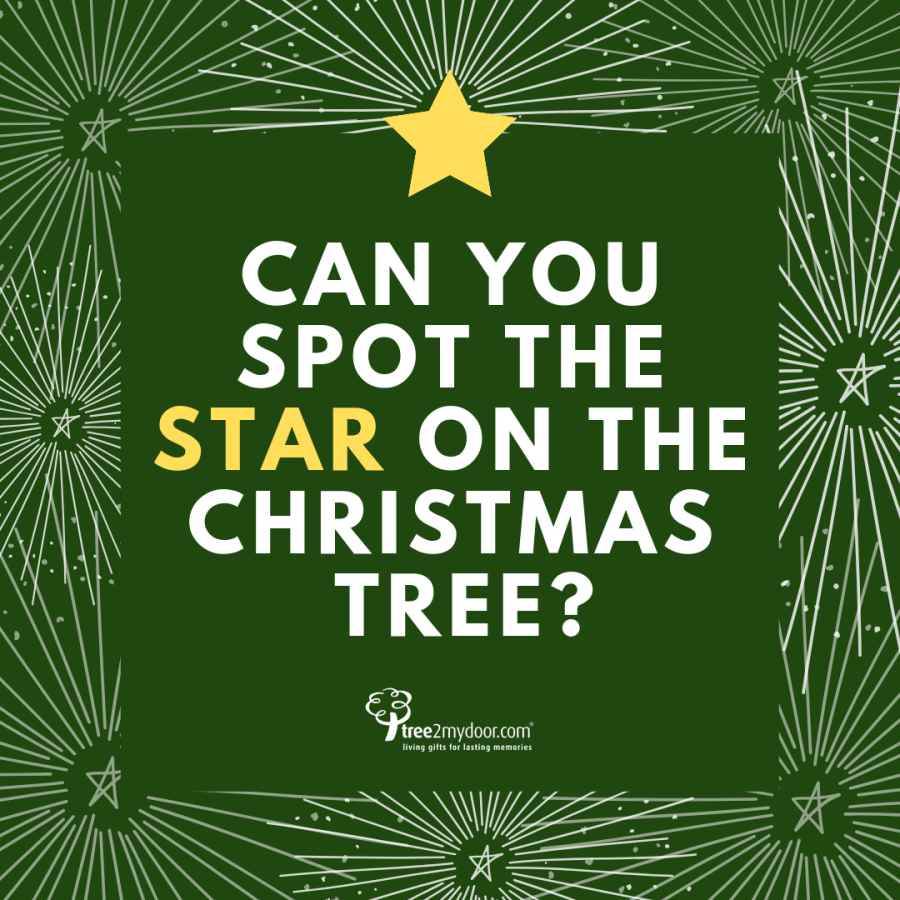 Can you spot the star on top of the Christmas tree? - Tree2mydoor