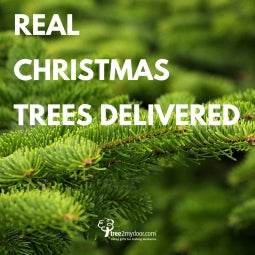 Real Christmas Trees Delivered 2020 - Tree2mydoor
