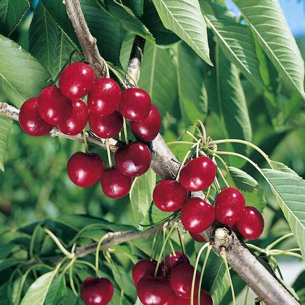 Harvest Heroes - top fruit trees for a bumper harvest crop