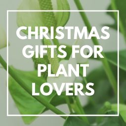 Christmas Gifts for Plant Lovers