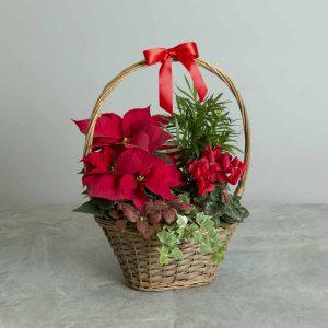 Christmas Plant Gift Ideas | Tree2mydoor Christmas Range 2017