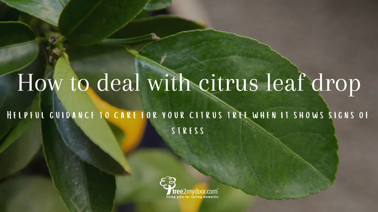 How to care for Citrus Trees: Leaf Drop
