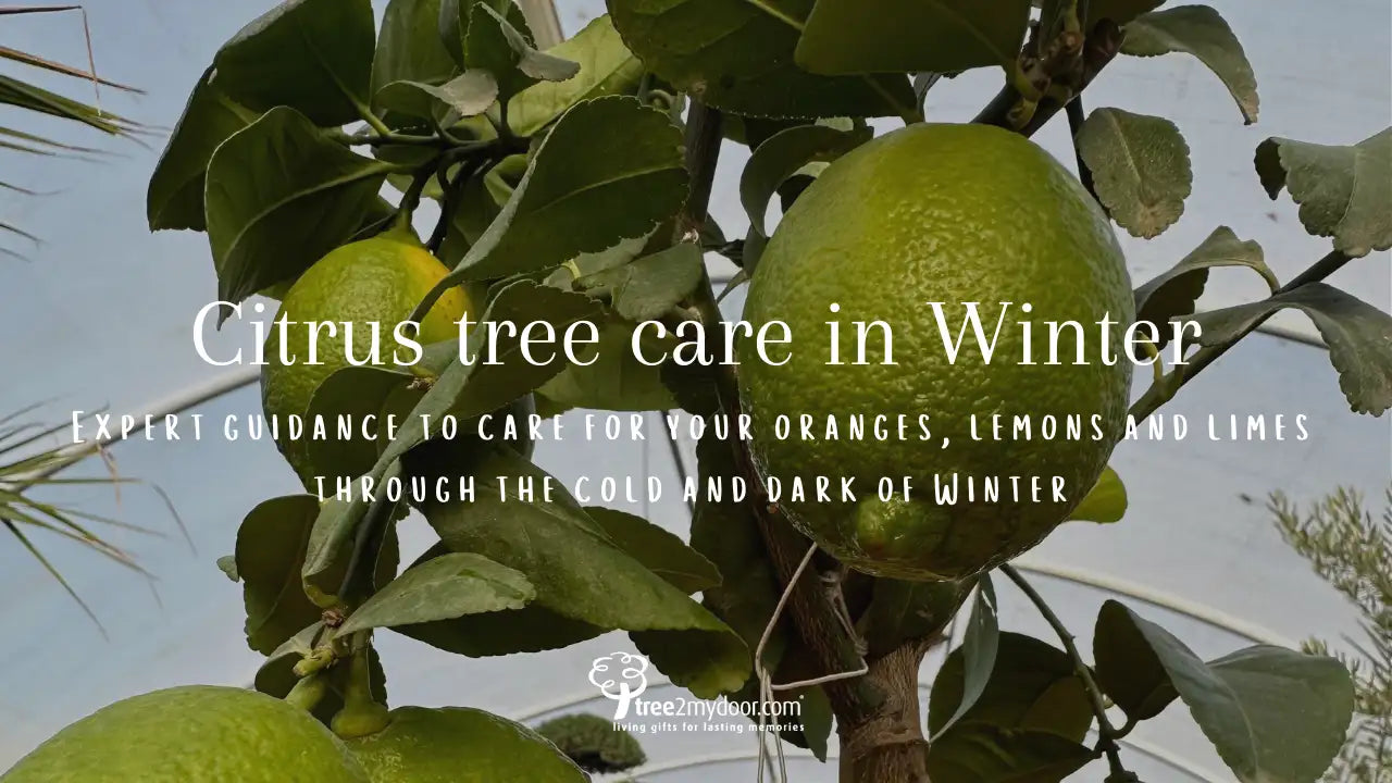 Citrus Tree Winter Care Guide