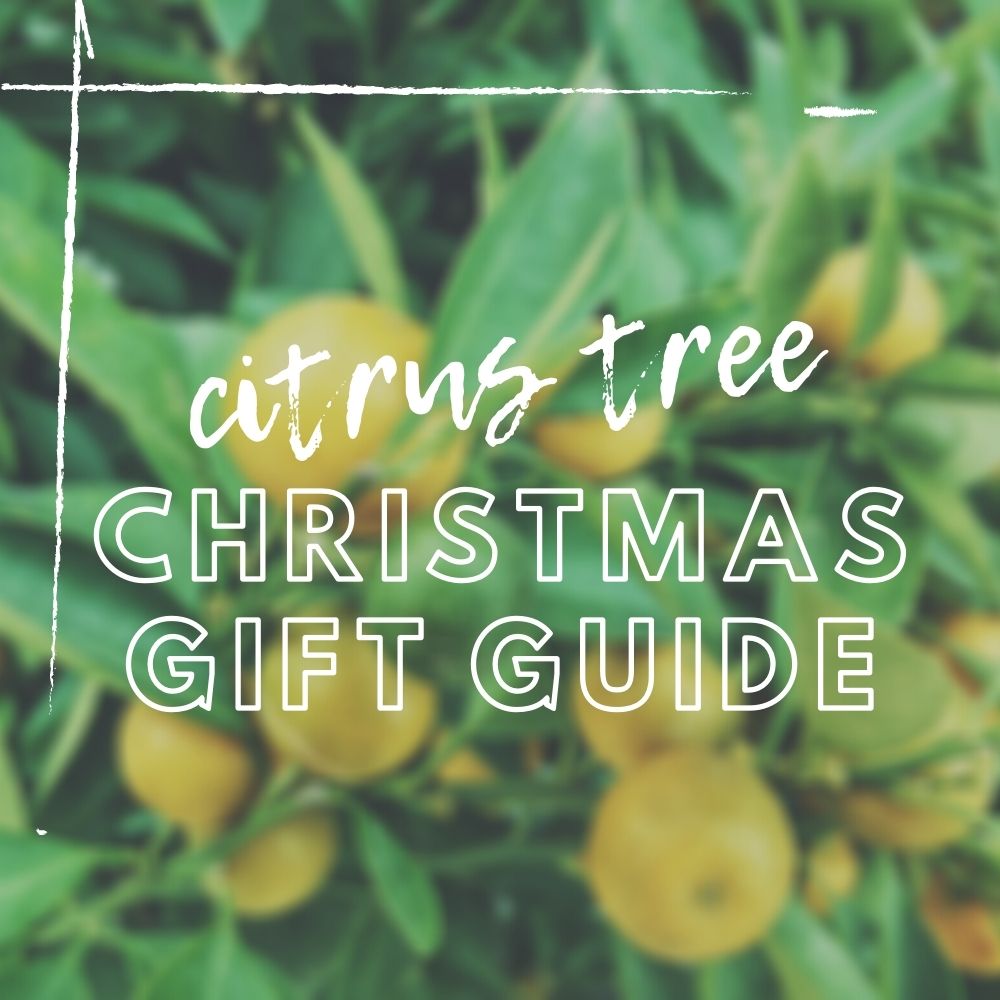 Citrus Trees for Christmas - why they are great gifts