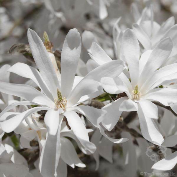 Flowering Trees for Small Gardens - Tree2mydoor