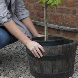 What gardening jobs to do in May - Tree2mydoor