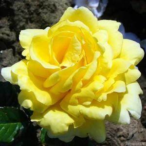 New Rose gifts launched this month! - Tree2mydoor