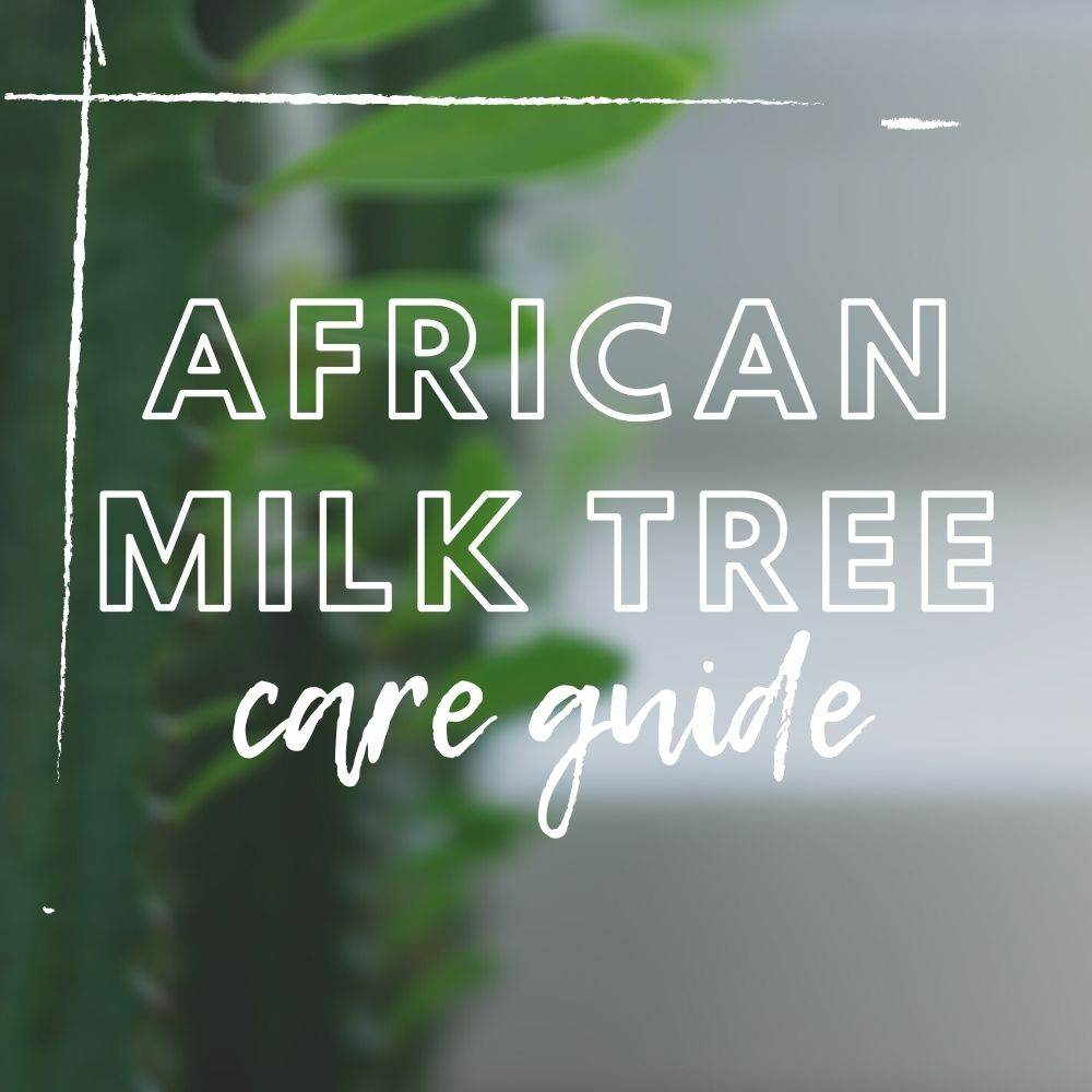 African Milk Tree Care Guide - Tree2mydoor