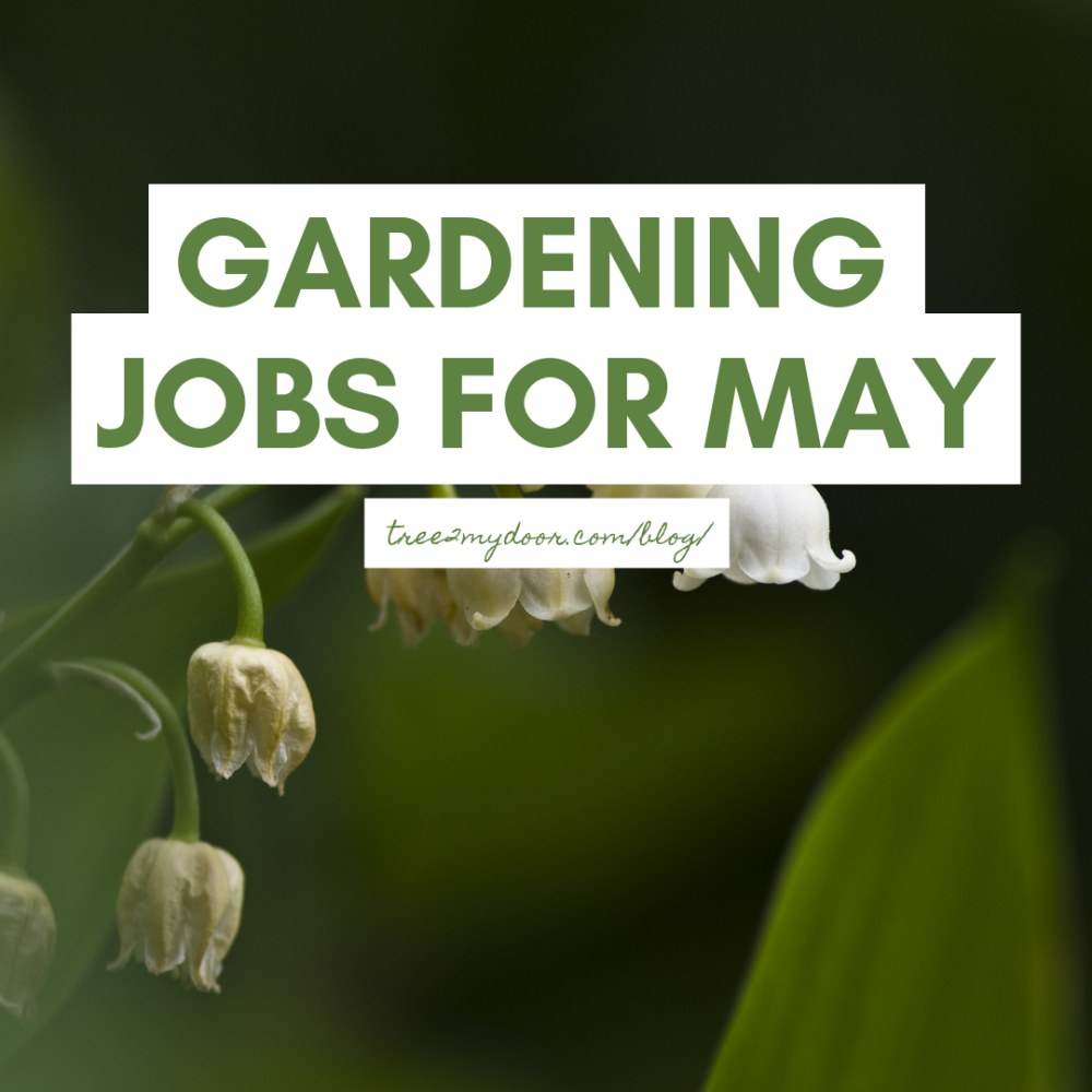 Gardening Jobs for May - Tree2mydoor