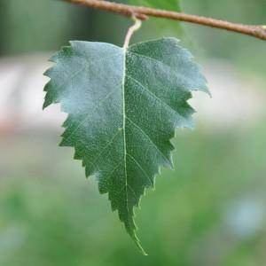 Large Trees for Sale - back in stock - Tree2mydoor