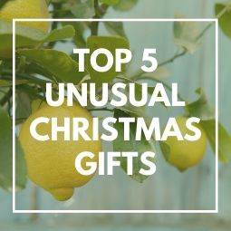 Top 5 Unusual Christmas Gifts - Tree2mydoor