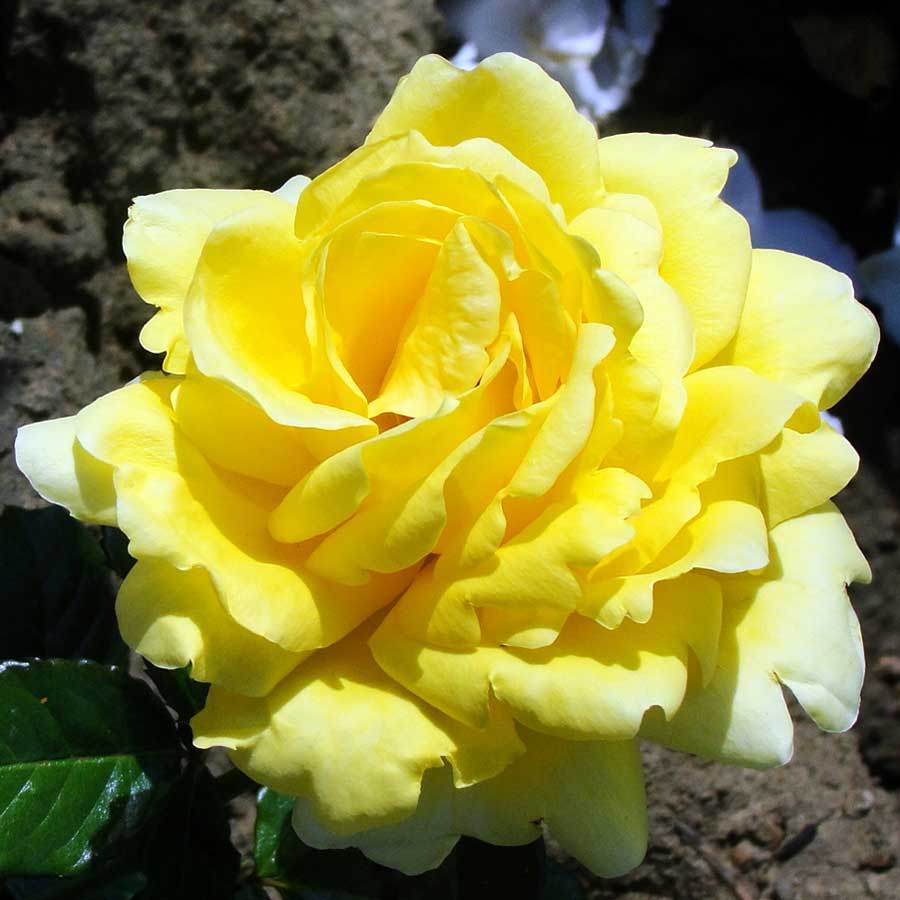 Hybrid Tea Rose Care Guide - Tree2mydoor